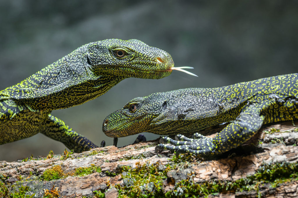 Pražská ZOO: Varani Salvadoriovi obydleli Zoo
