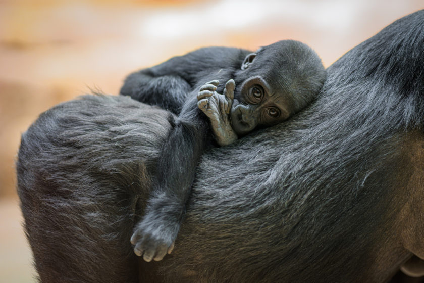 Pražská Zoo: Gaia oslaví první narozeniny