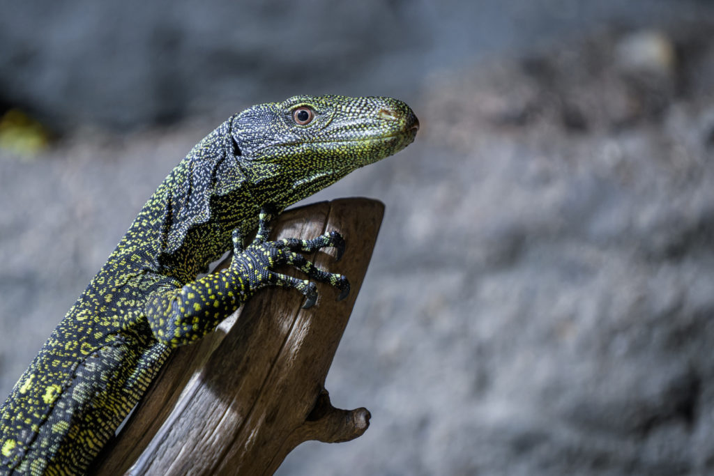 Pražská ZOO: Varani Salvadoriovi obydleli Zoo