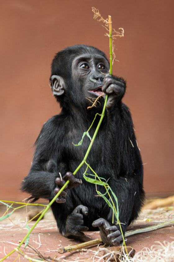 Pražská Zoo: Gaia oslaví první narozeniny