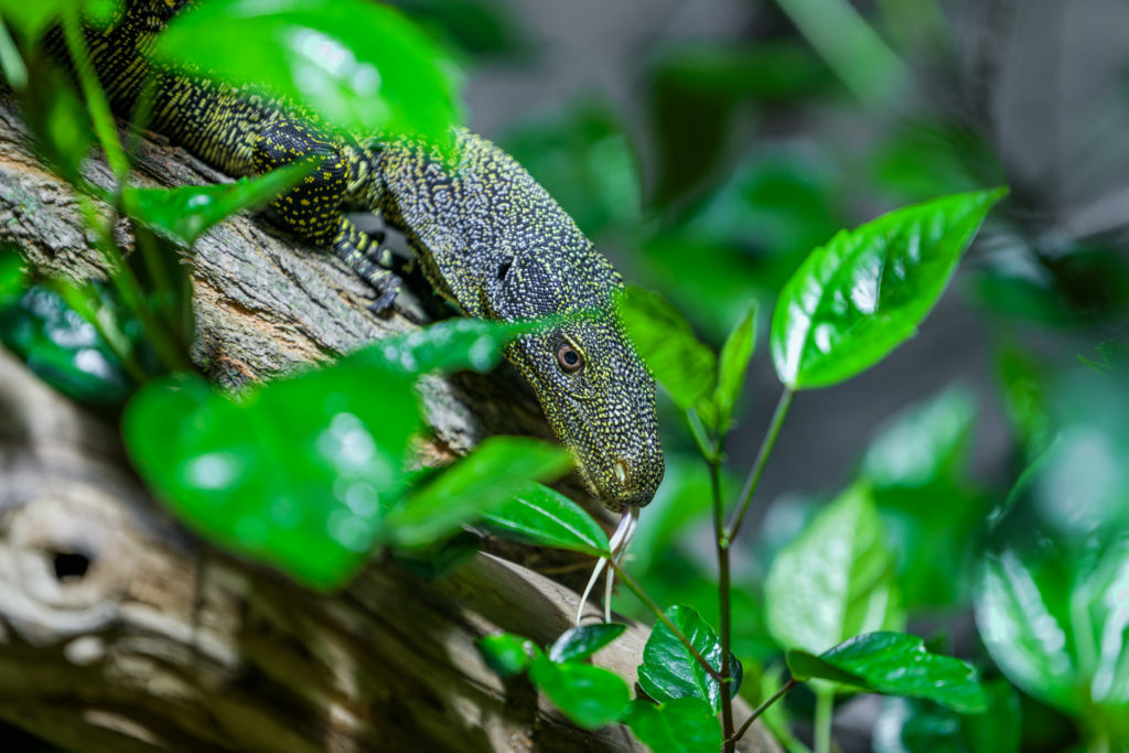 Pražská ZOO: Varani Salvadoriovi obydleli Zoo