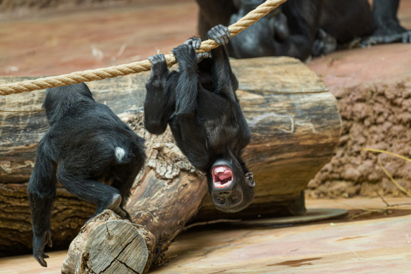 Pražská Zoo: Gaia oslaví první narozeniny