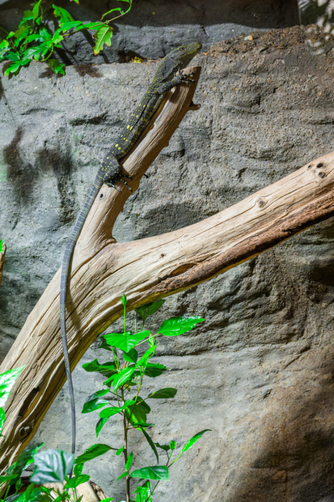 Pražská ZOO: Varani Salvadoriovi obydleli Zoo