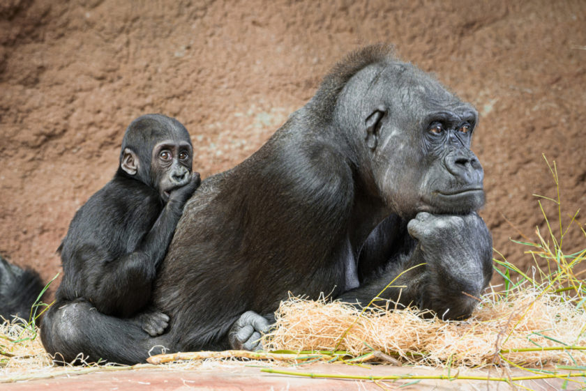 Pražská Zoo: Gaia oslaví první narozeniny
