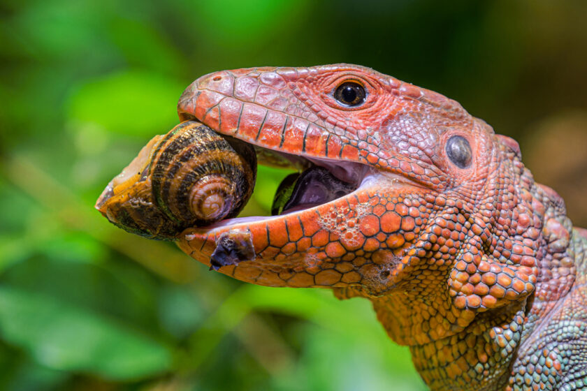 Pražská ZOO: Šnekožravé dracény krokodýlovité
