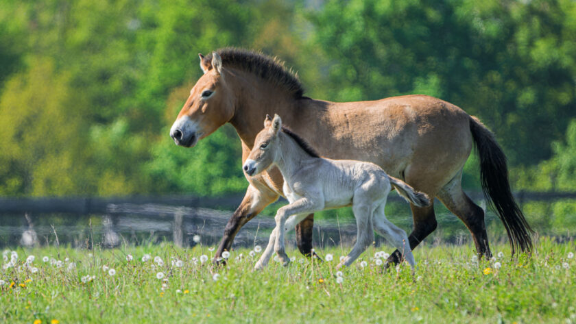 Pražská ZOO: Babyboom hříbat koní Převalského
