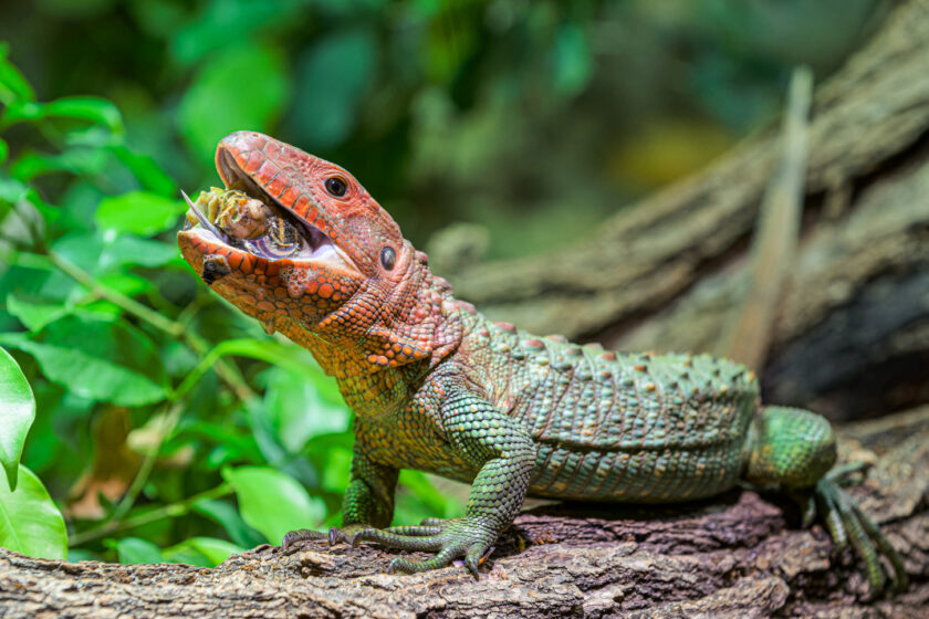 Pražská ZOO: Šnekožravé dracény krokodýlovité