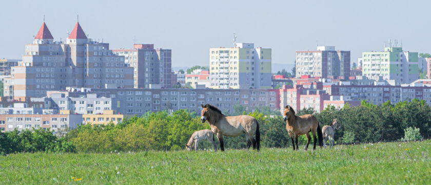 Pražská ZOO: Babyboom hříbat koní Převalského