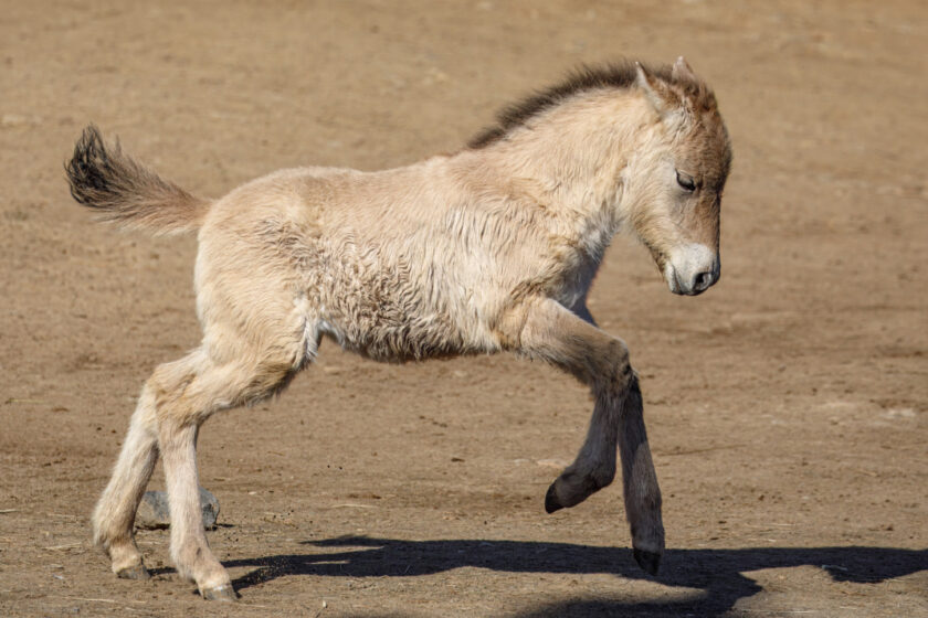 Pražská ZOO: Babyboom hříbat koní Převalského
