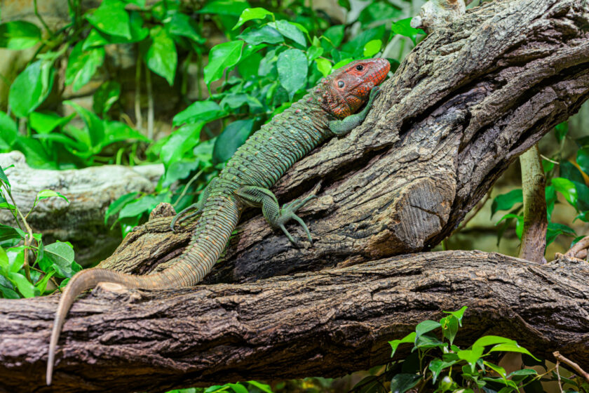 Pražská ZOO: Šnekožravé dracény krokodýlovité