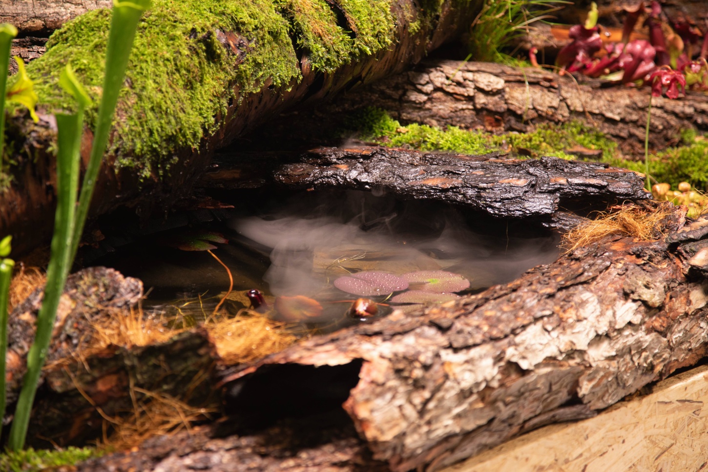 V botanické zahradě v Troji začíná výstava Masožravky: Smrtící vábení