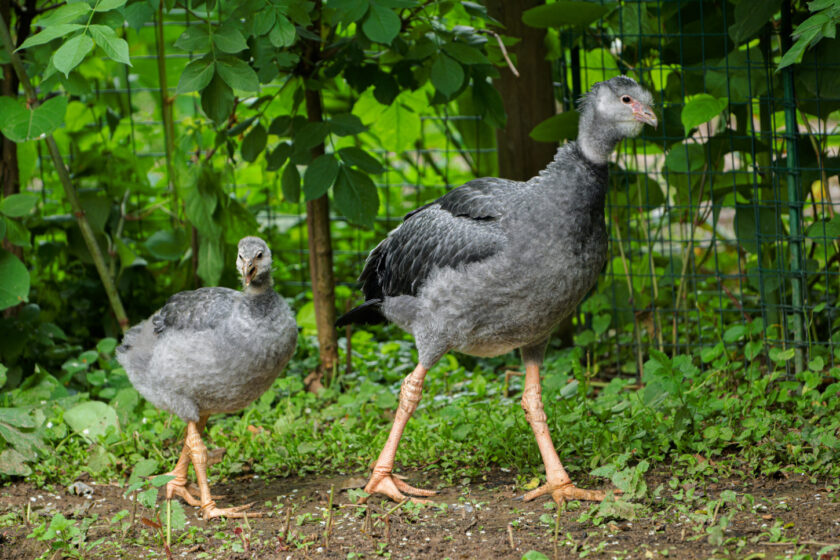 Pražská ZOO: Zoo Praha odchovala čáji obojkové
