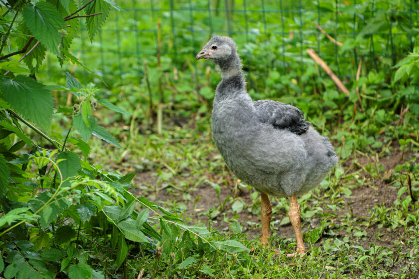 Pražská ZOO: Zoo Praha odchovala čáji obojkové